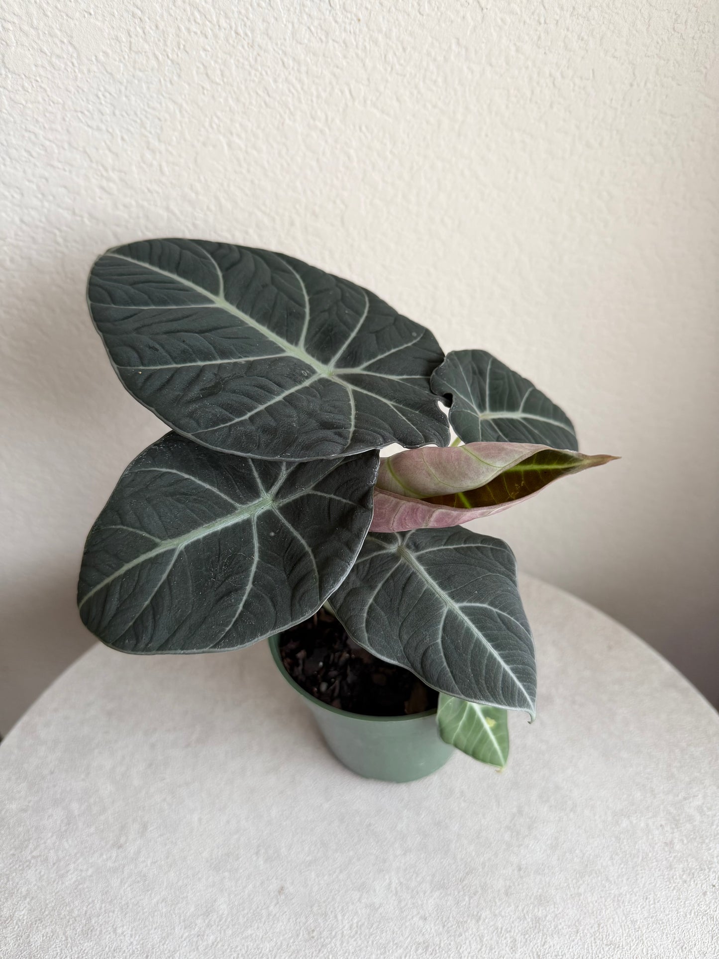 4” Alocasia Black Velvet