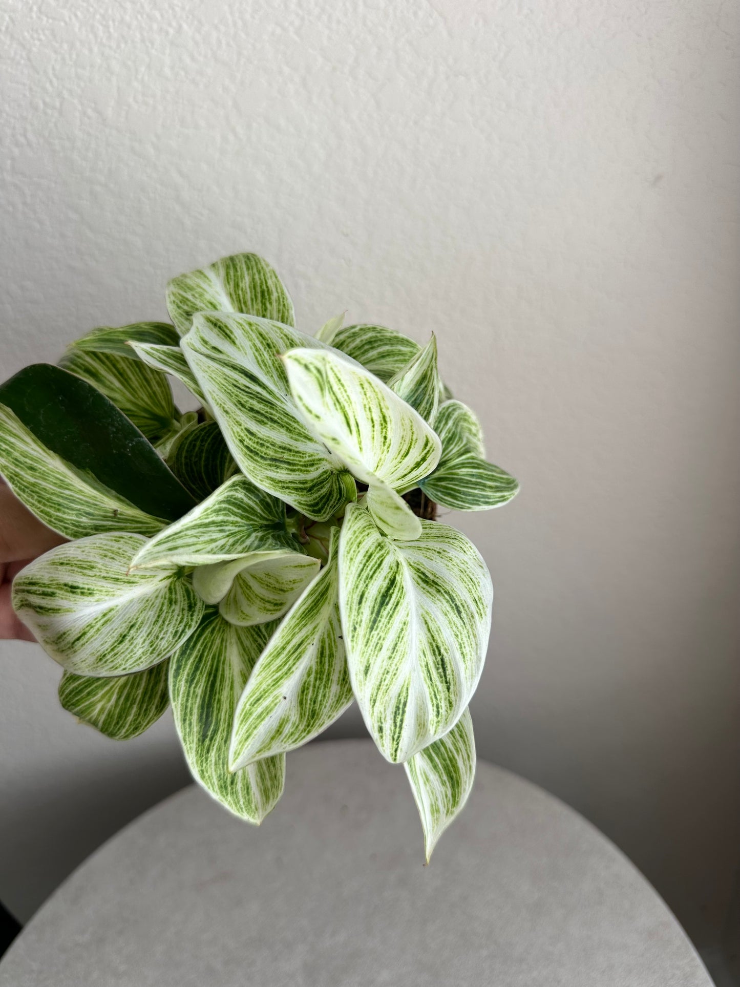 4” Philodendron Evian
