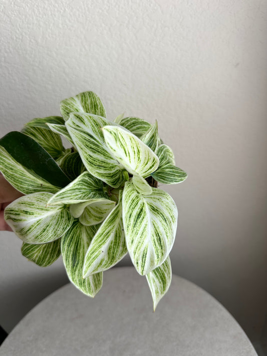 4” Philodendron Evian