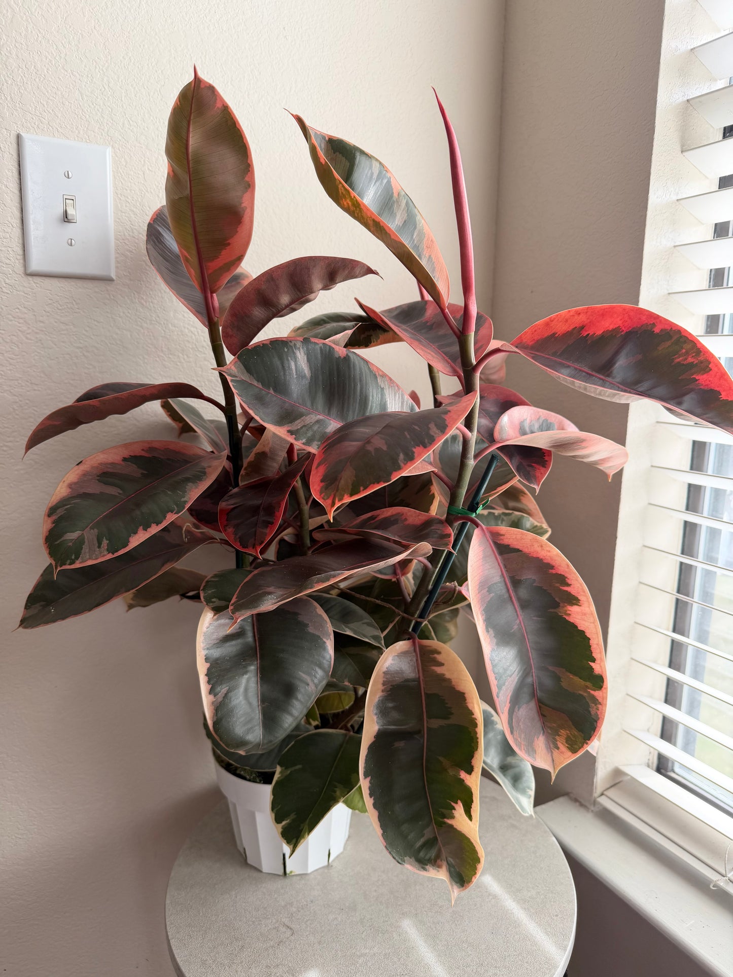 6” Ficus Ruby Rubber Tree