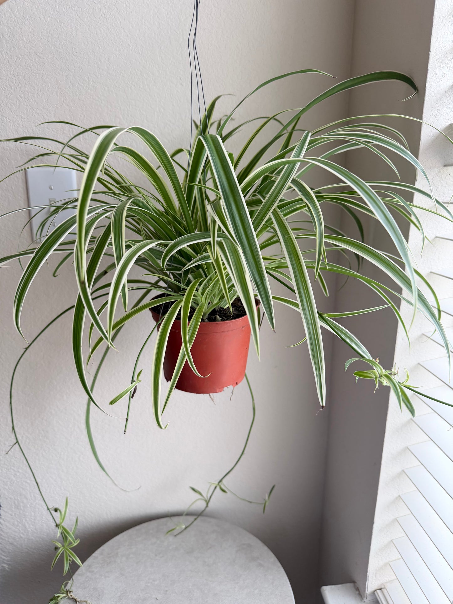 6” Spider Plant Hanging Basket