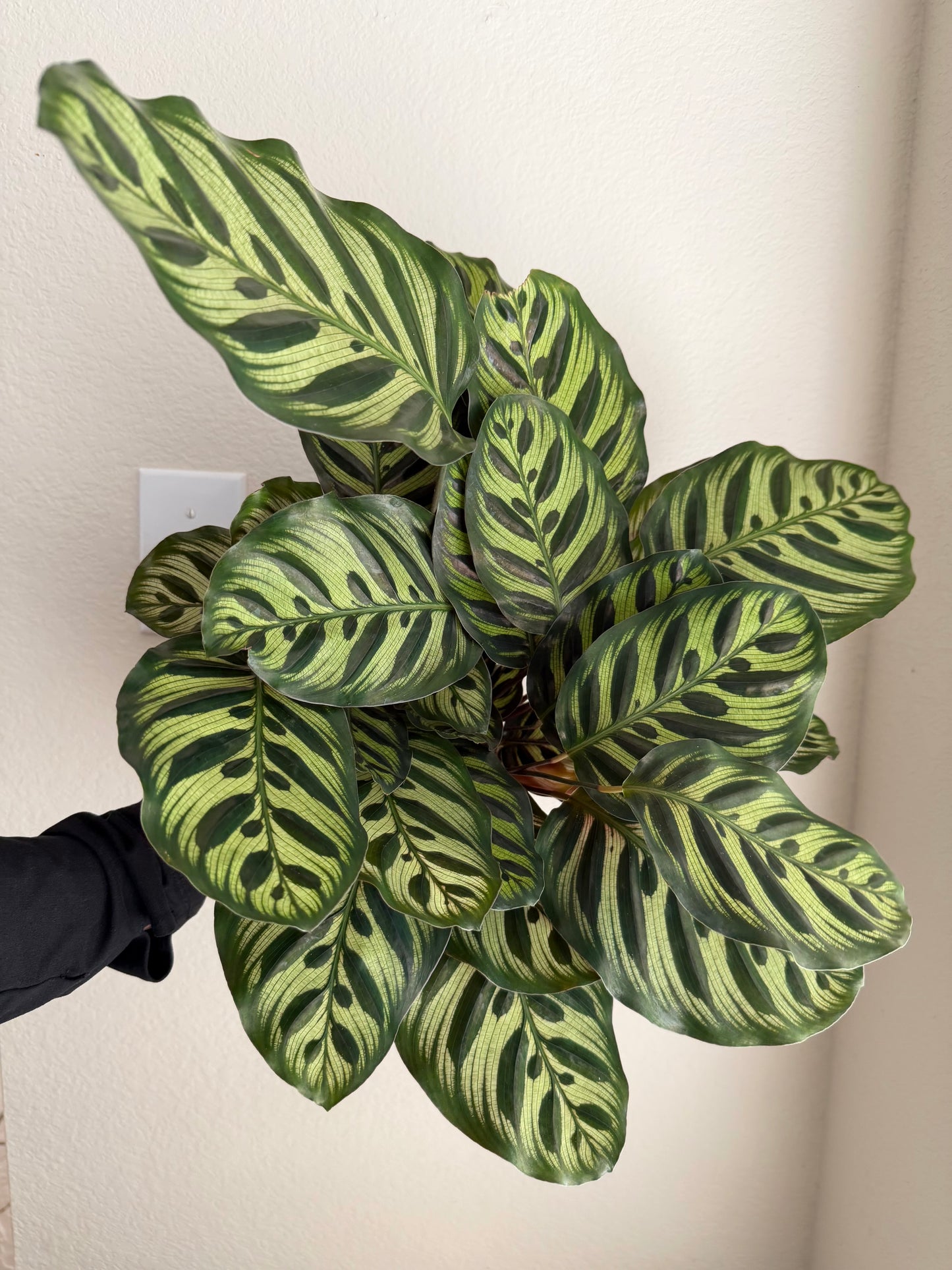 6” Peacock Prayer Plant