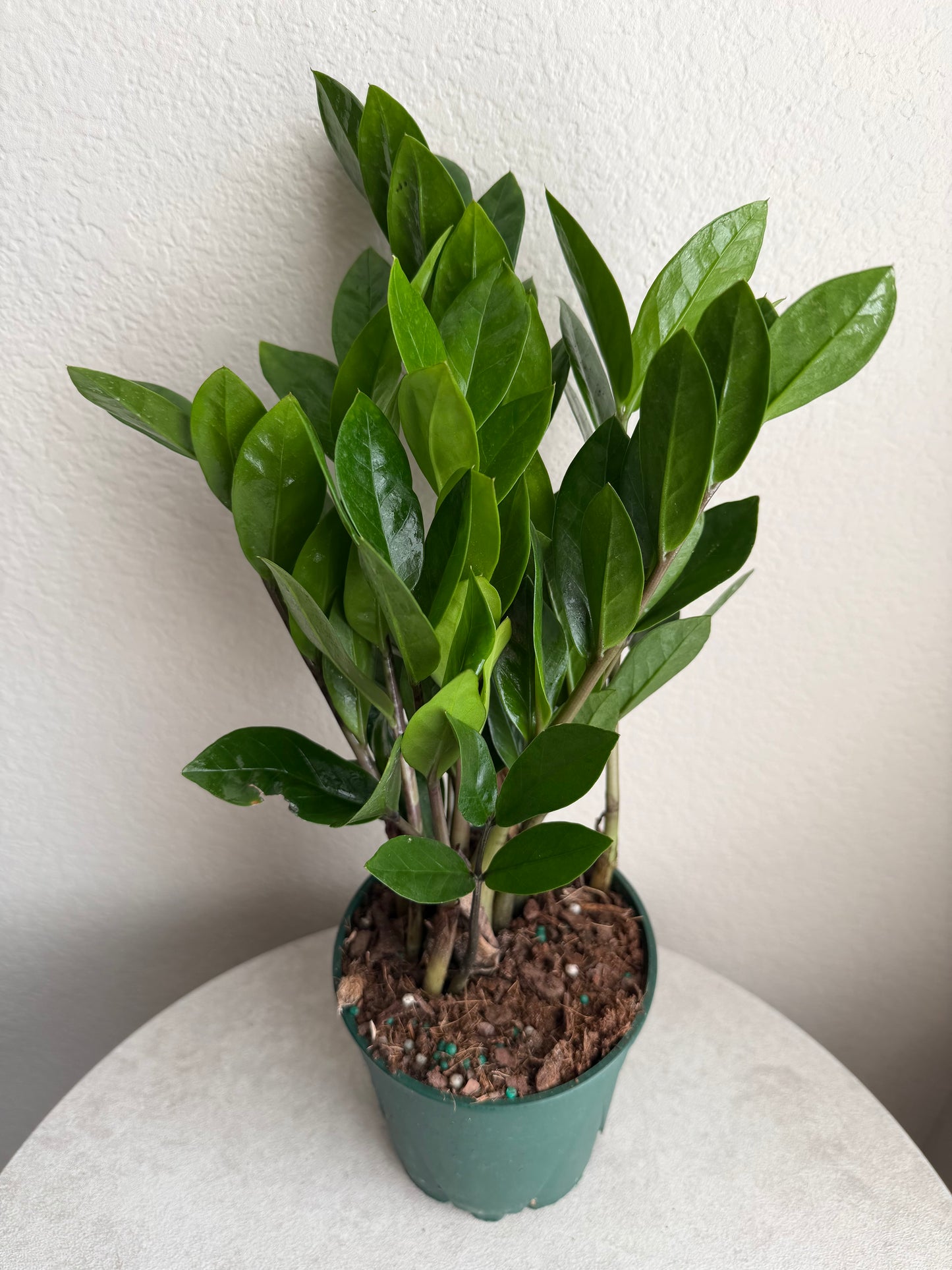 5” ZZ Plant