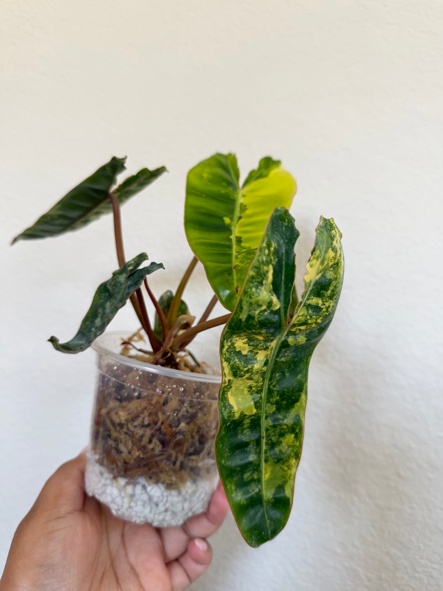 Philodendron Billietiae Variegated