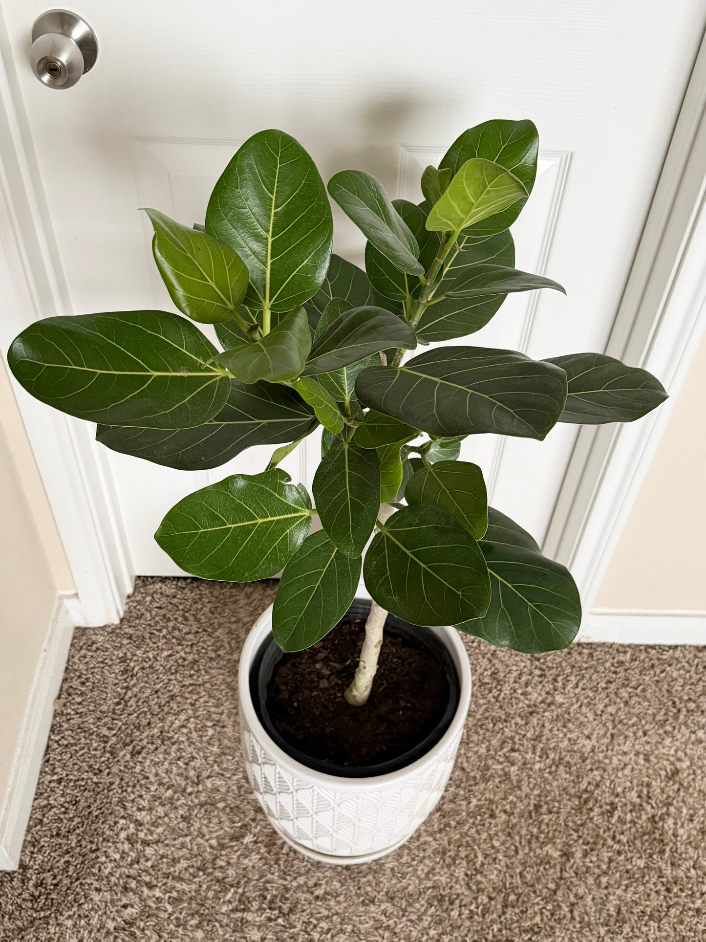 10” Ficus Audrey