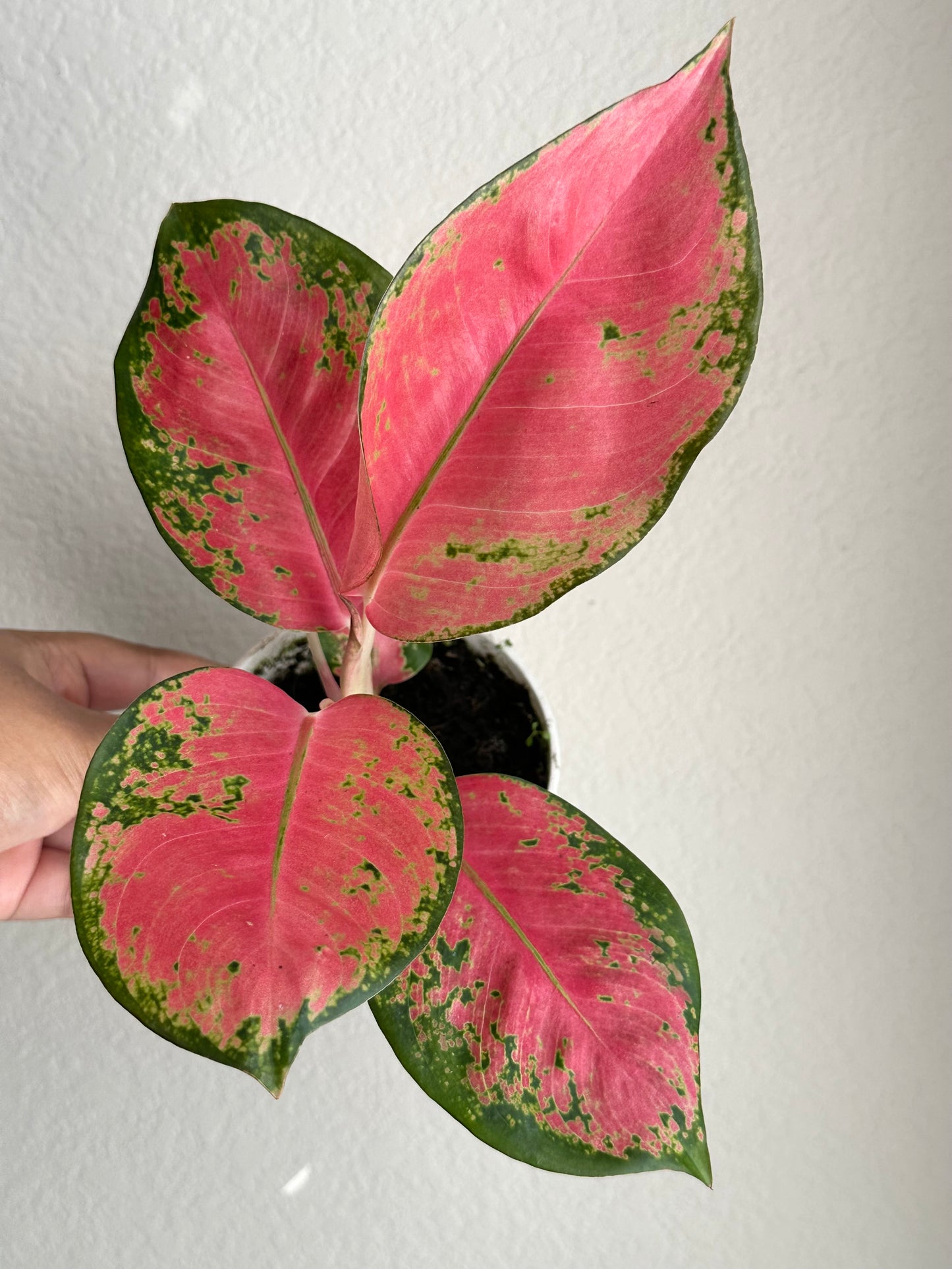 4” Aglaonema Hybrid Pink Pearl