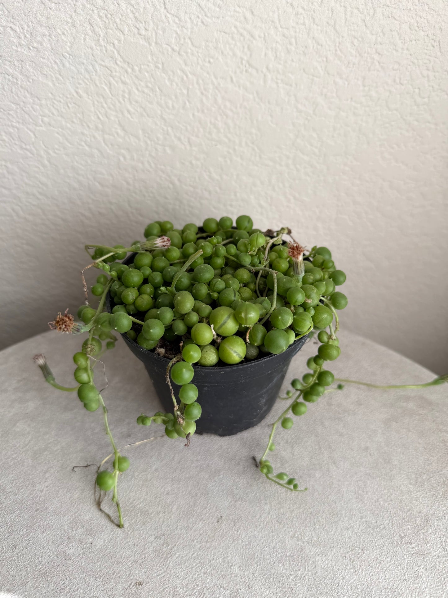 4” String of Pearls