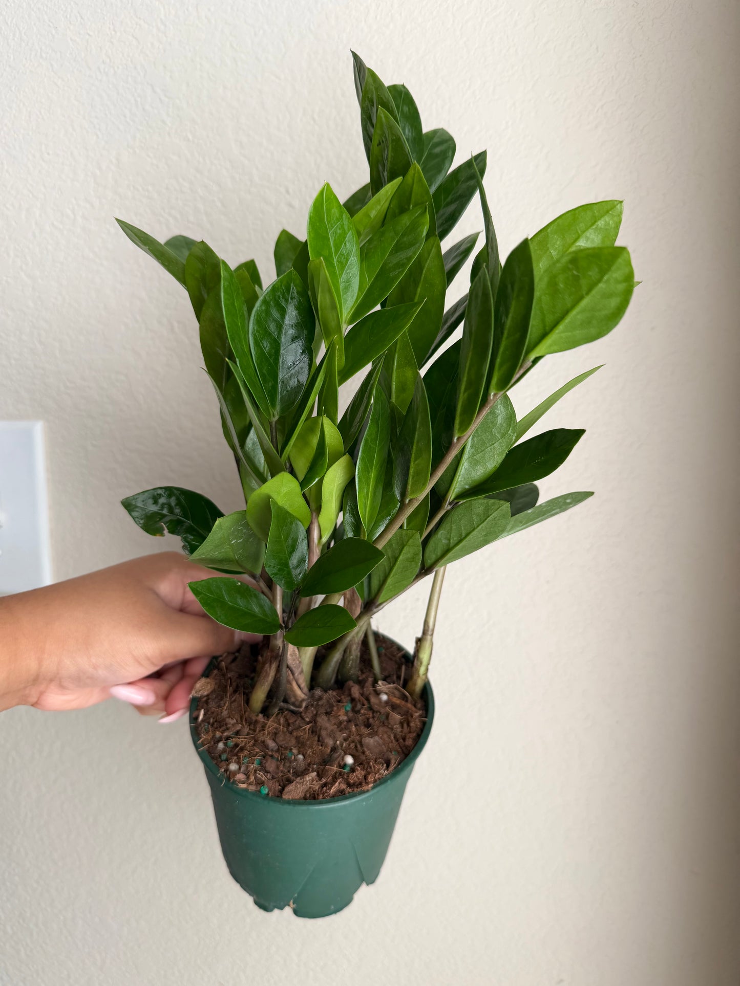 5” ZZ Plant