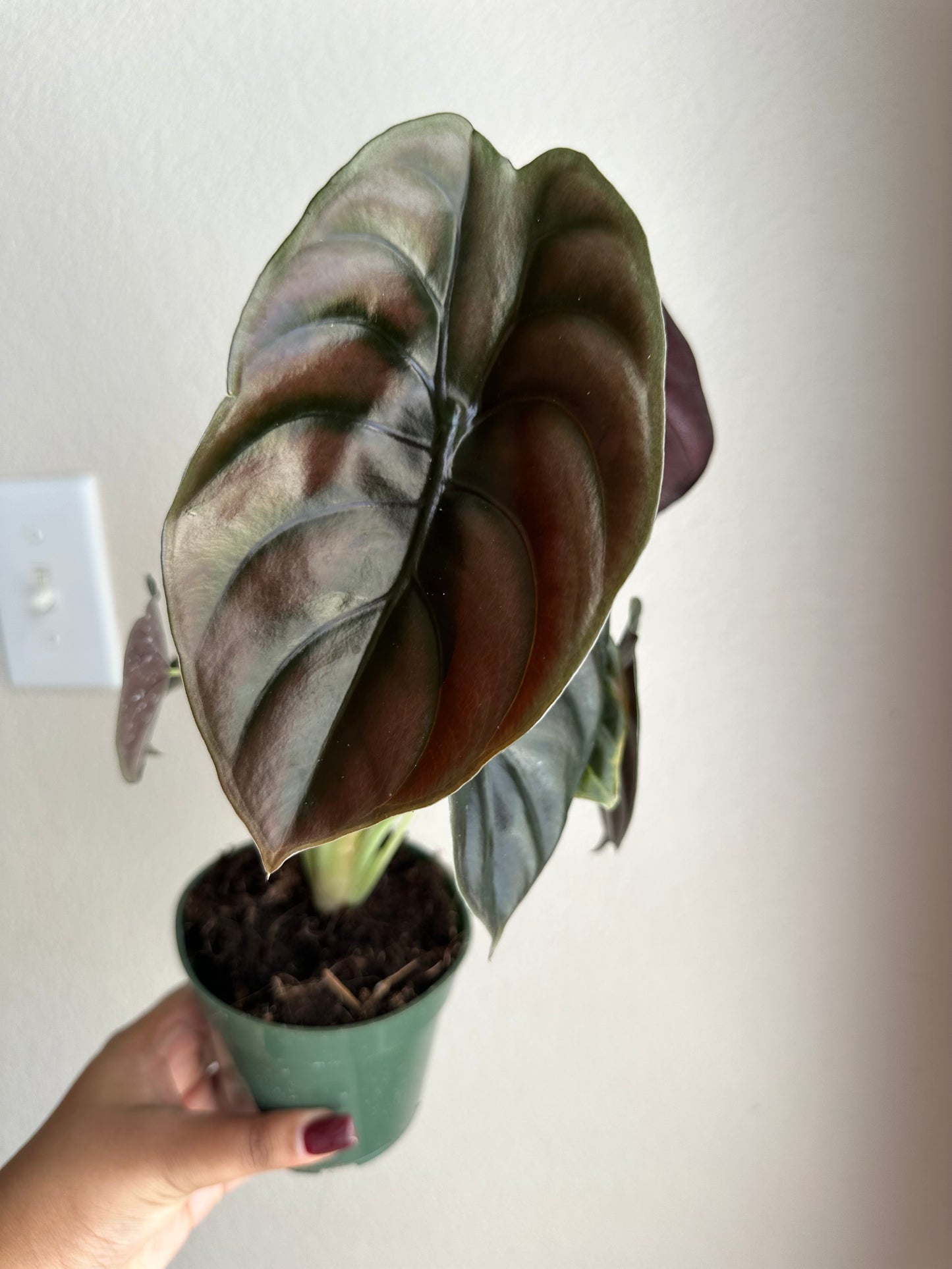 4” Alocasia Cuprea