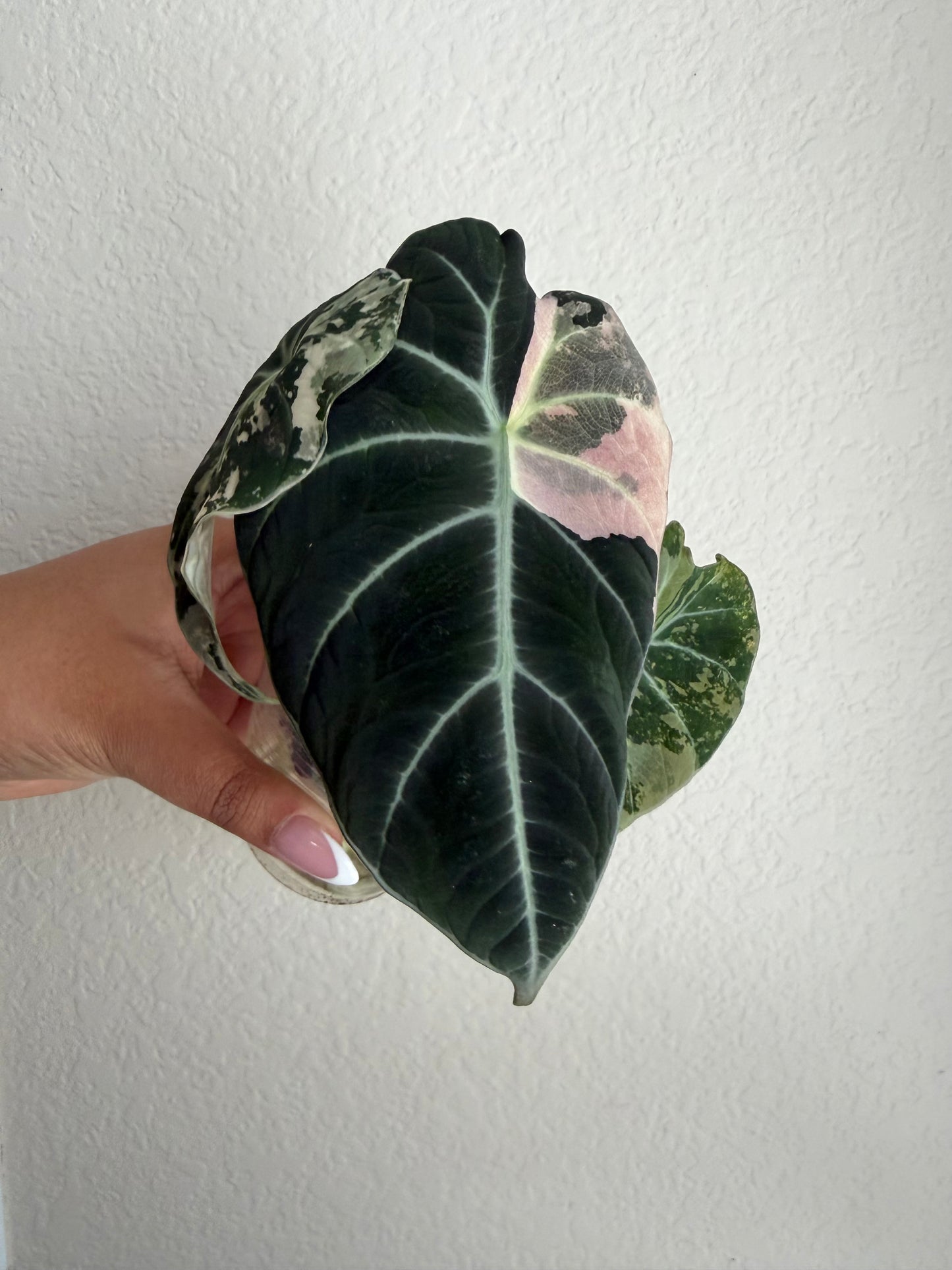 Alocasia Pink Black Velvet
