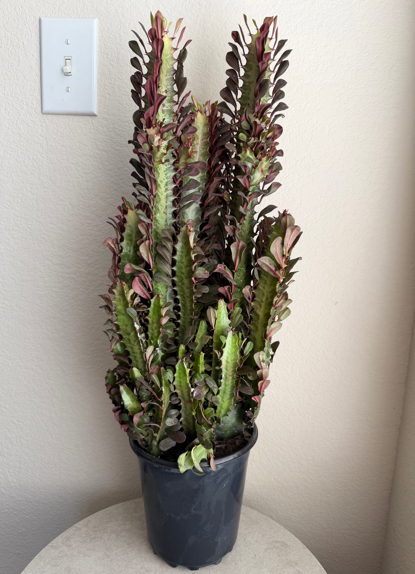 6” African Milk Tree