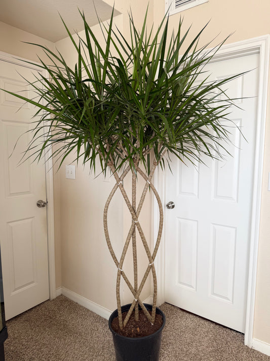 14” Dracaena Marginata Weave