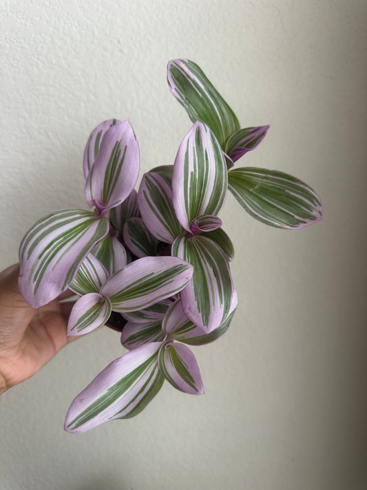 4" Bubblegum Tradescantia