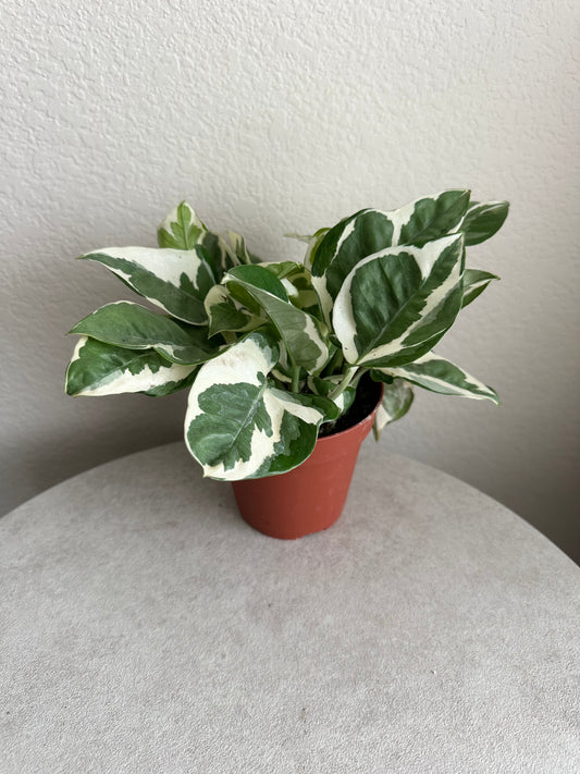 4' N'Joy Pothos