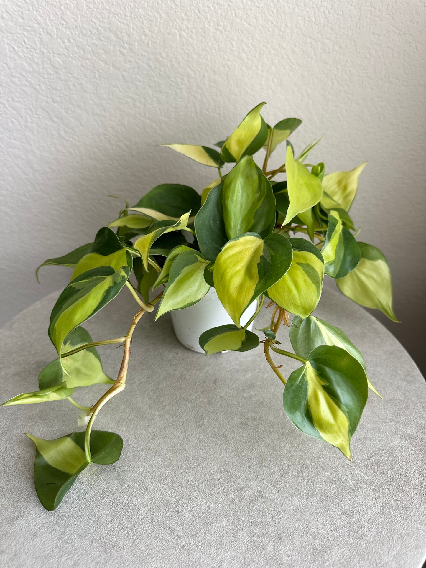 4" Philodendron Brasil