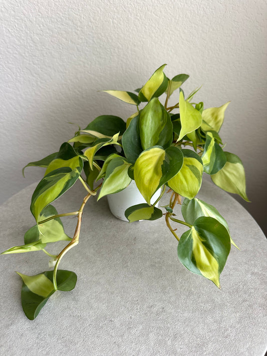 4" Philodendron Brasil