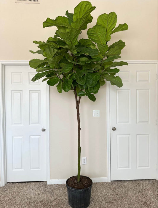 14" Fiddle Leaf Fig