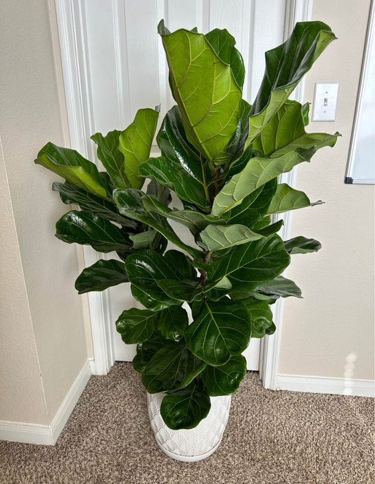10" Fiddle Leaf Fig