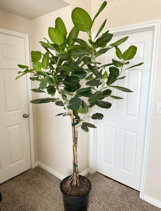 14" Ficus Audrey