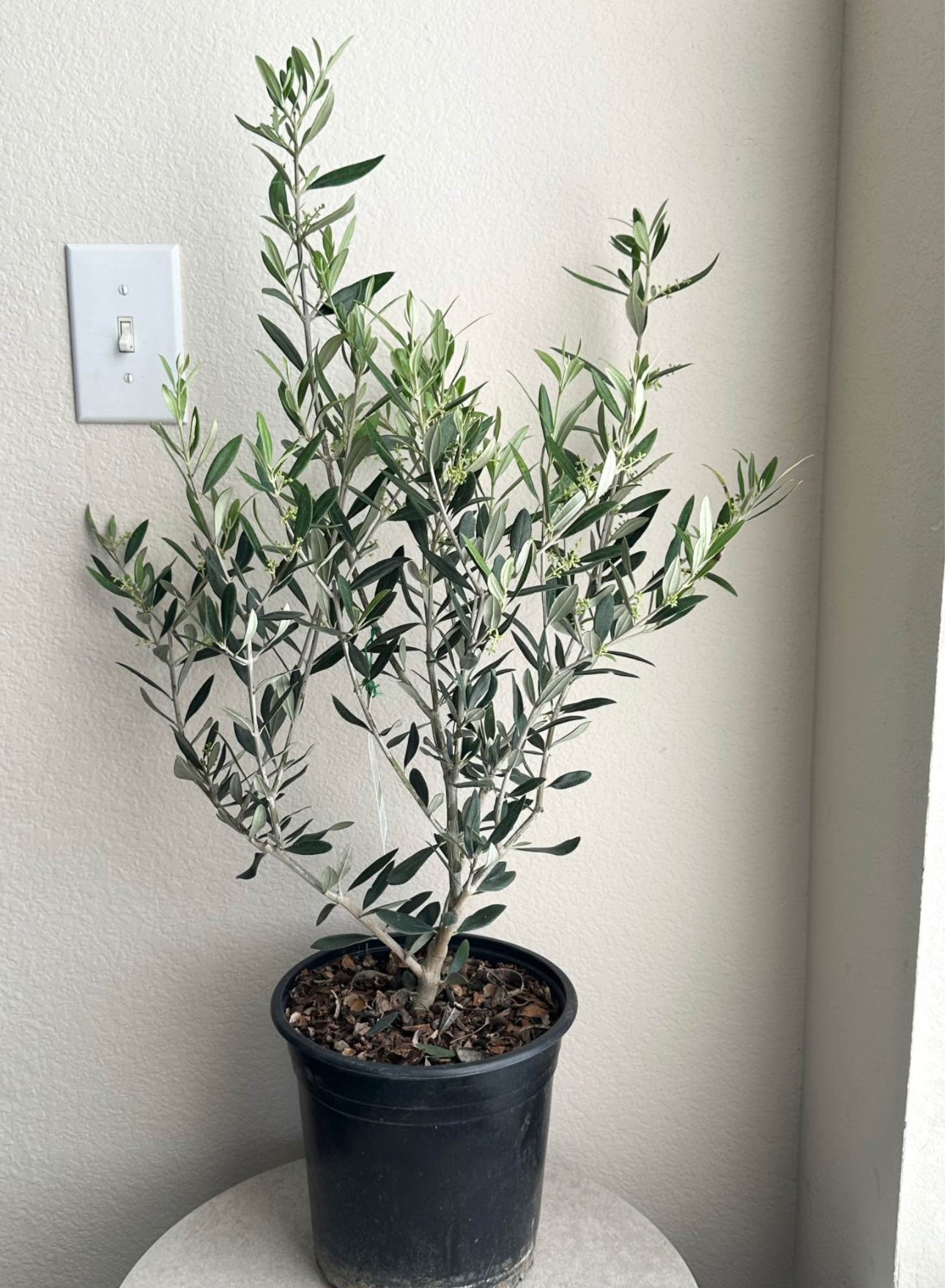 8" Olive Tree