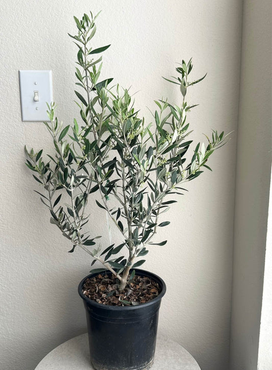 8" Olive Tree