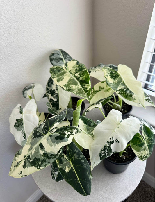 4" Variegated Alocasia Frydek