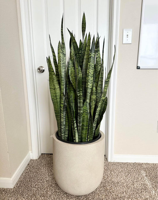 14" Sansevieria Zeylanica