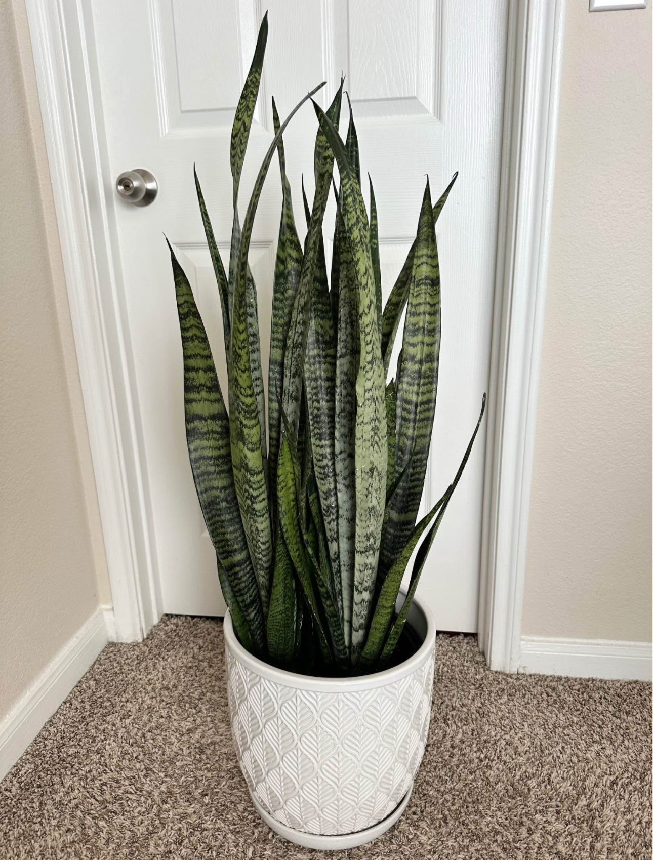 10" Snake Plant