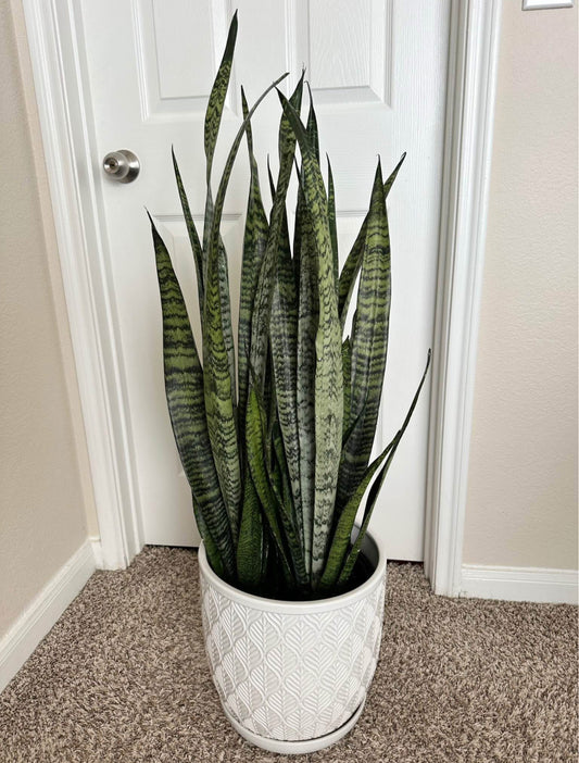 10" Snake Plant