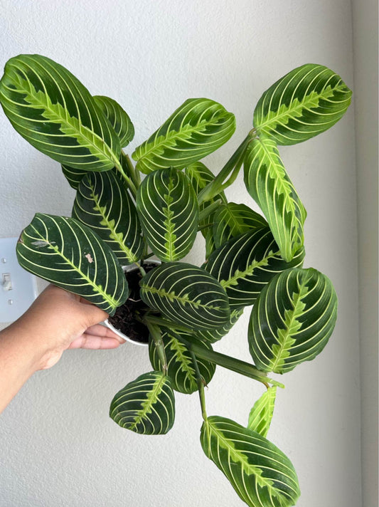 4" Lemon Lime Prayer Plant