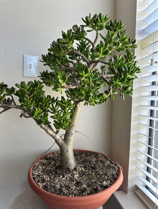 16" Jade Succulent Bonsai