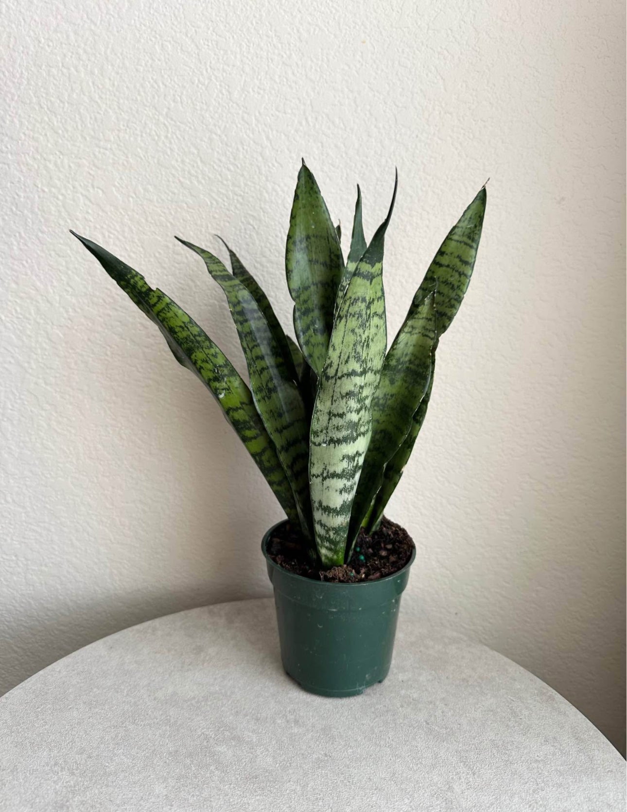 4" Snake Plant