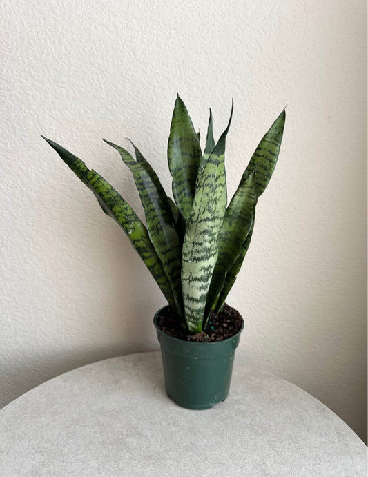 4" Snake Plant