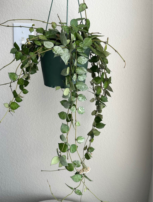 6" Hoya Krohniana " Silver Splash"
