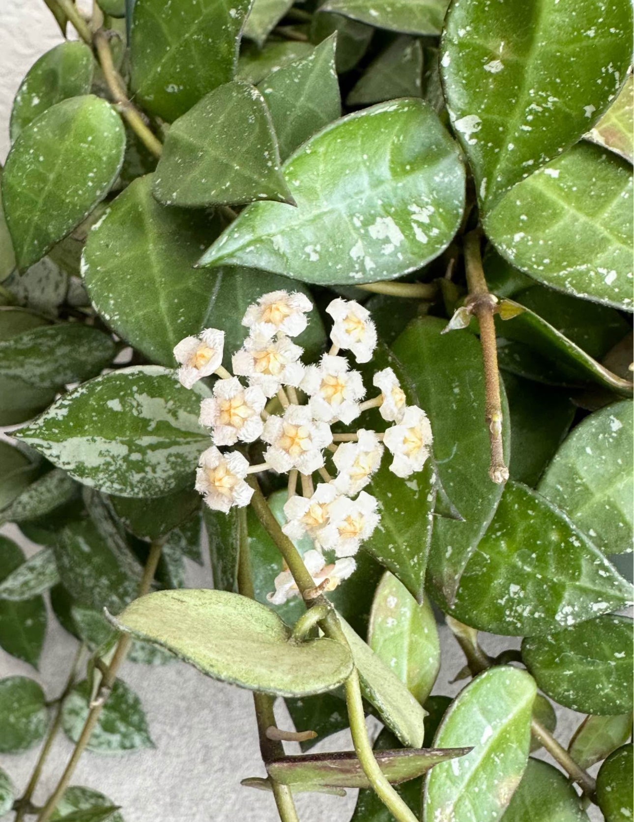 6" Hoya Krohniana " Silver Splash"