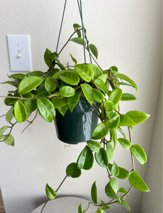 6" Hoya Carnosa