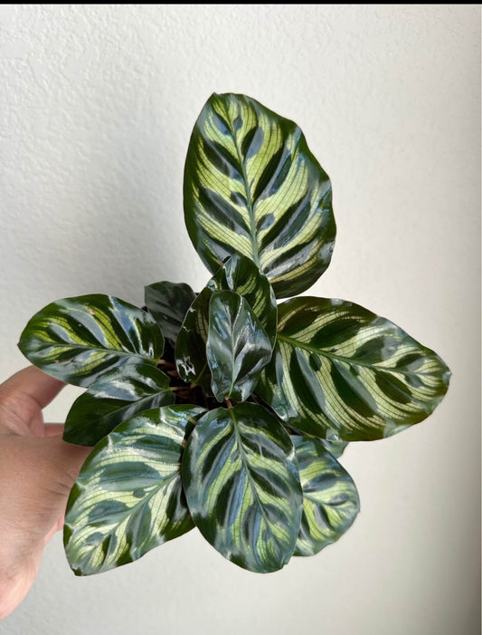 4" Calathea Makoyana