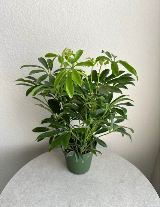 4" Schefflera Arboricola