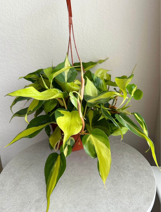 6" Philodendron Brasil