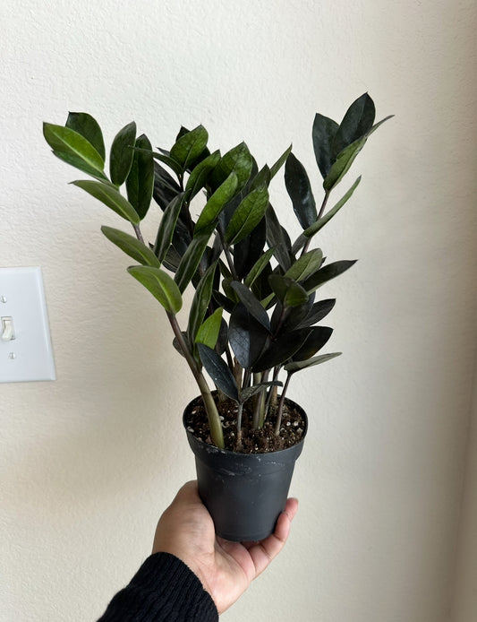 4" Black Raven ZZ Plant
