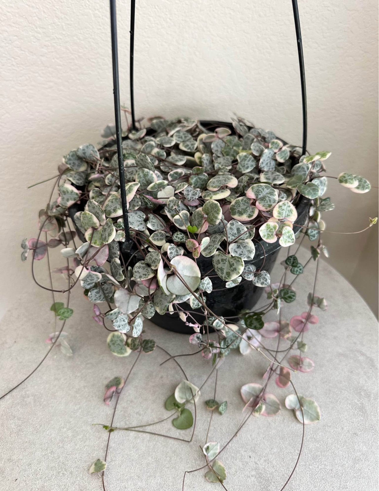 8" Variegated String of Hearts