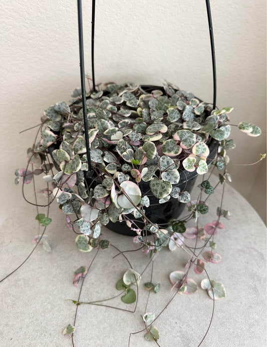 8" Variegated String of Hearts