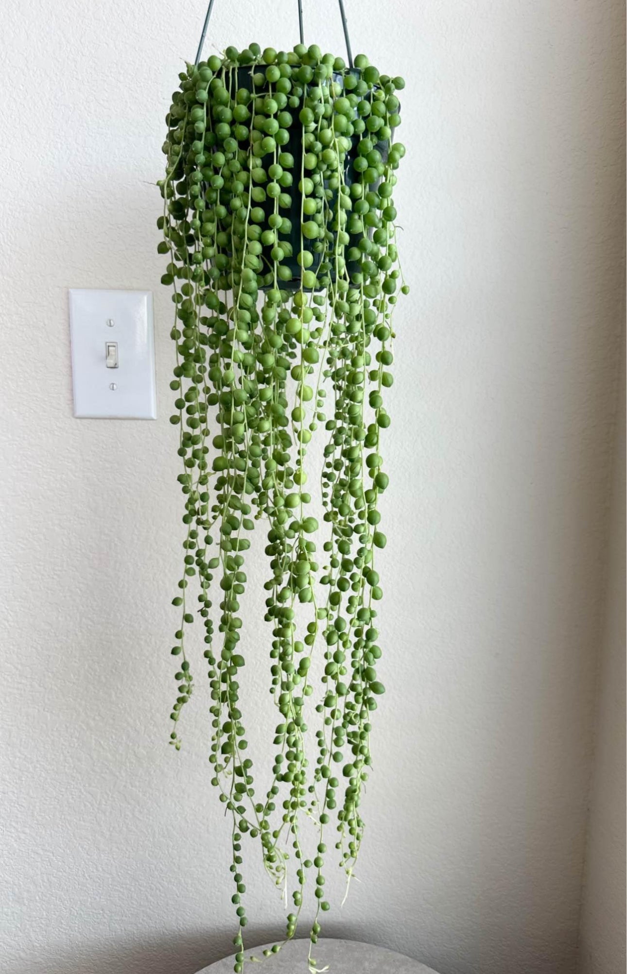 6" String of Pearls