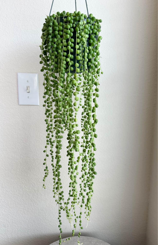 6" String of Pearls