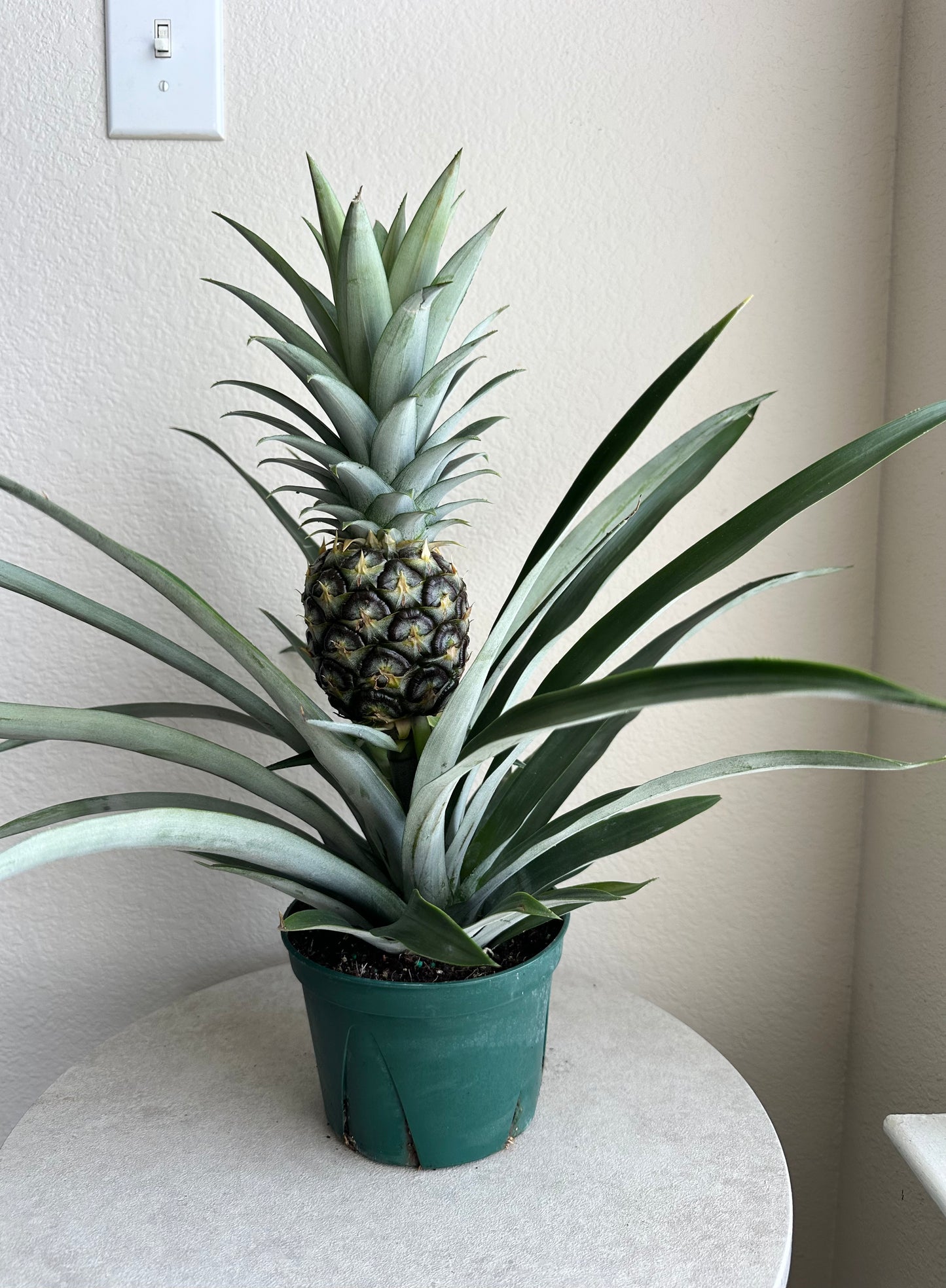 6" Pineapple Bromeliad