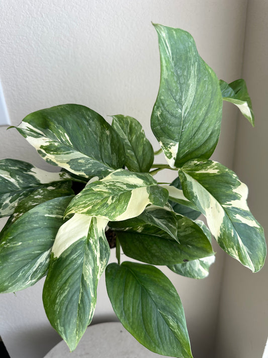 6" Monstera Lechleriana Variegated