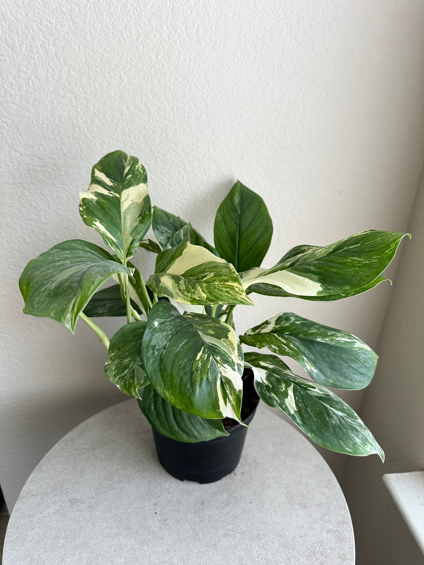 6" Monstera Lechleriana Variegated