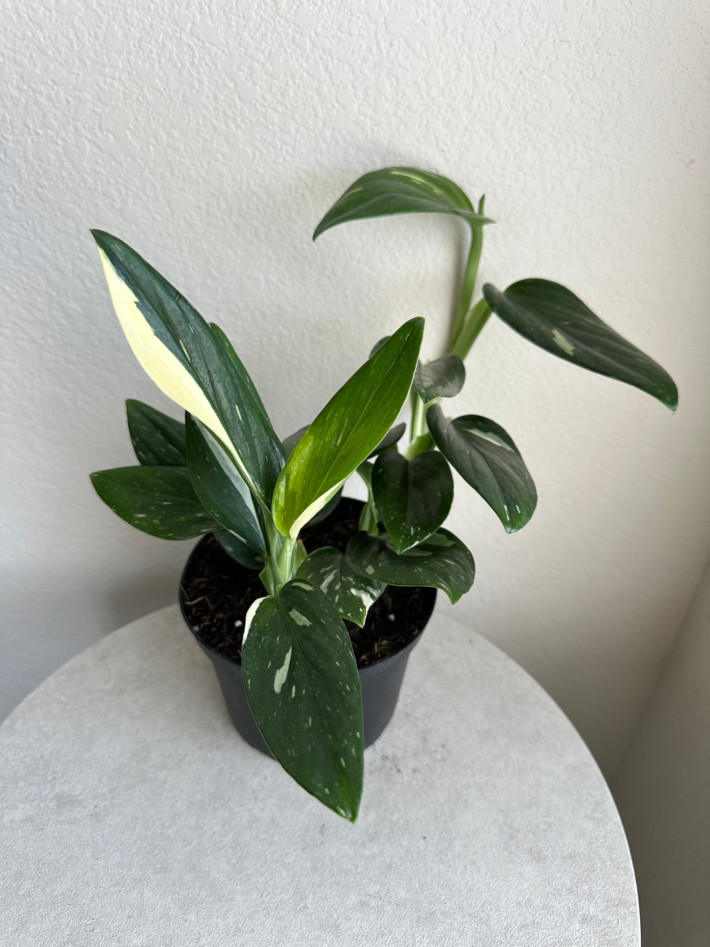 6" Monstera Cobra  (Monstera standleyana Albo -Variegata)