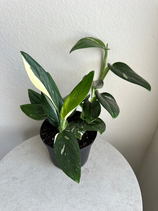 6" Monstera Cobra  (Monstera standleyana Albo -Variegata)
