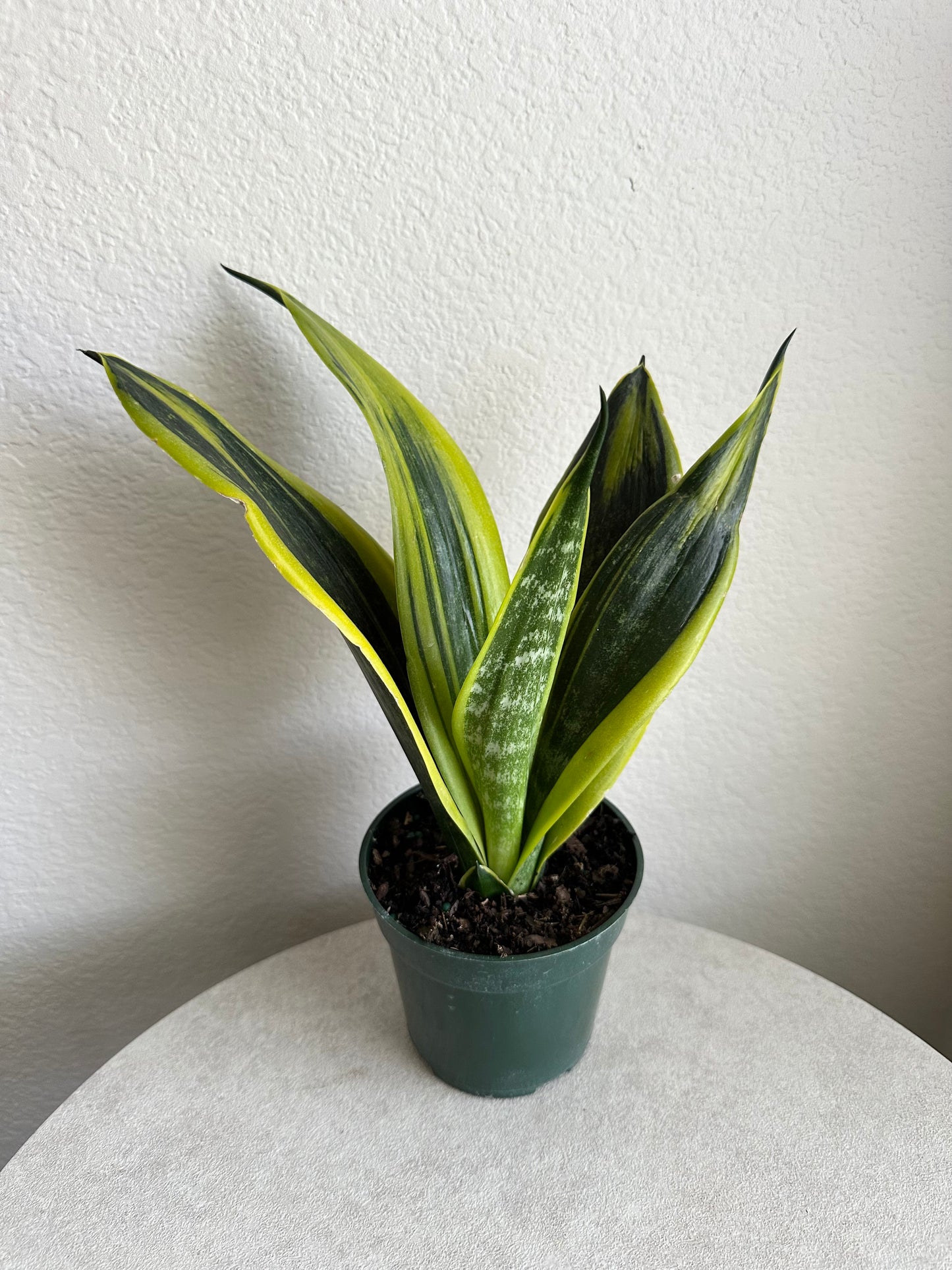 4" La Rubia Snake Plant